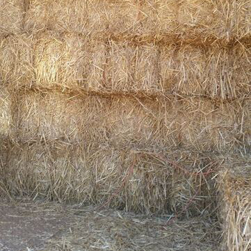 Wheat Straw